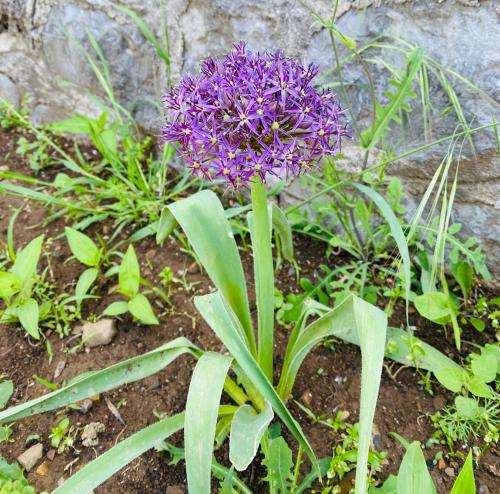 a purple flower is growing in a garden at B&B Girasole in Torraca
