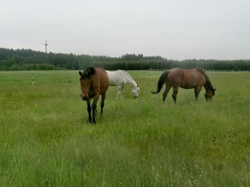 zwei Pferde, die auf einem Grasfeld grasen in der Unterkunft Vital Horse 