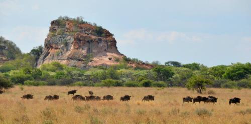a herd of cattle walking through a field with a mountain in the background at Zwahili Private Game Lodge & Spa in Modimolle