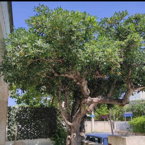 a large green tree in front of a building at Elis...land... in Torre Canne