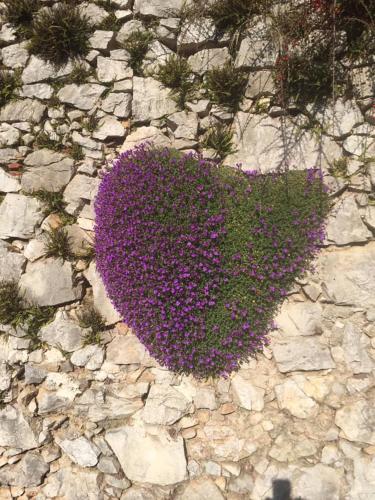 a bunch of purple flowers on a stone ground at Agriturismo Al Vecio Caselo (Casa Maga) in Arsiero