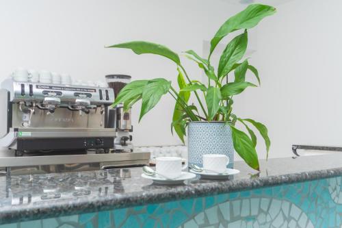 a plant sitting on a kitchen counter with cups and saucers at Hotel America in Marina di Camerota