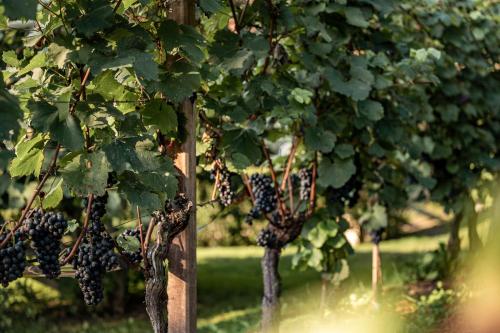 a bunch of black grapes hanging from trees at Hotel Rierhof in Chiusa
