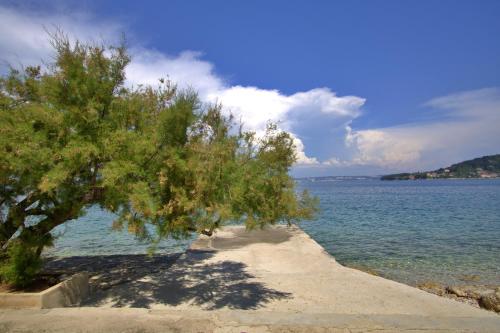 un árbol en una playa de arena junto al agua en Beachfront Summer Oasis Preko en Preko