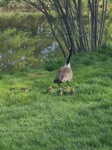 a goose and her three chicks in the grass at Country retreat near sea and South Downs, on National Cycle Network in Polegate