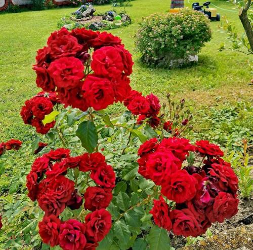 a bunch of red roses in a garden at Šumadijska panorama in Topola
