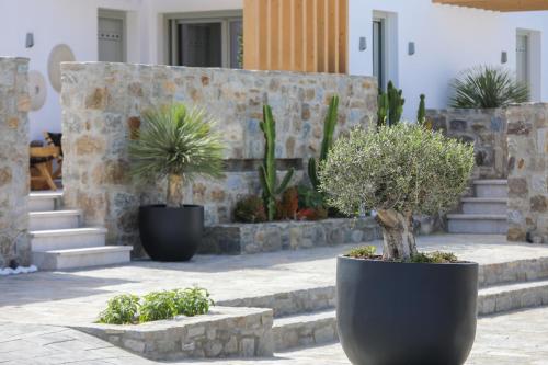 a group of potted plants in a courtyard at Brilliance of Mykonos in Glastros