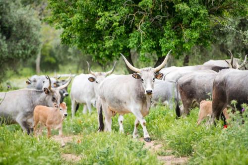 a herd of cows standing in a field at Tenuta Agricola dell'Uccellina in Talamone