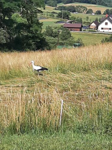 Gambar di galeri bagi Chata gościom rada di Ustrzyki Dolne