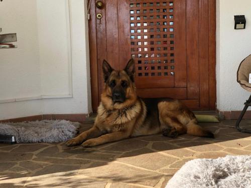 a dog laying on the floor in front of a door at B & B Chic in Premariacco
