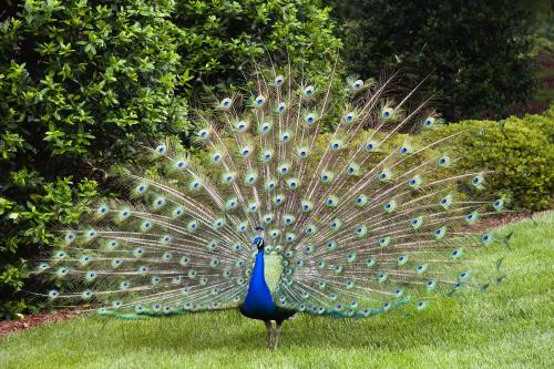 a peacock with its feathers out on the grass at #ML - Aloha Hoʻonani 3BR Home - MT & Ocean Views! in Waianae
