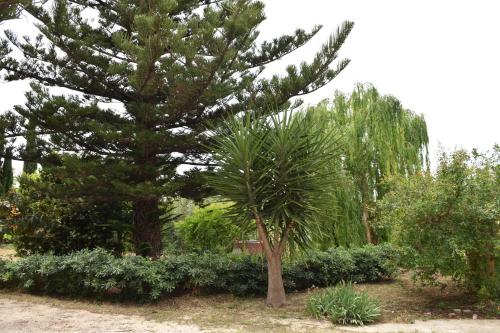 un pino en un jardín con arbustos en Casa Vacanze Adele, en Sciacca