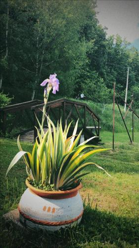 a flower in a pot with a plant in it at Pansion Savinac in Takovo