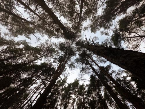 a view of the tops of trees in a forest at WUUD Pädaste in Simisti