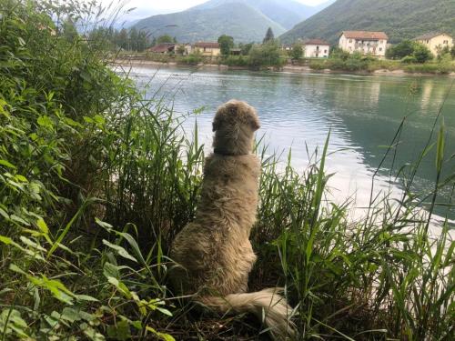 a dog sitting in the grass looking at the water at Giuditta FreeCarPark&Garden in Domodossola