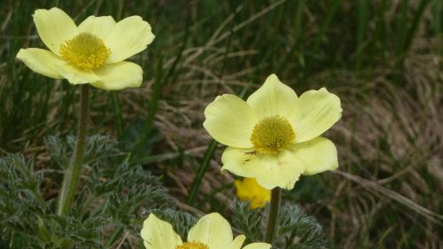 a group of yellow flowers in a field at Giuditta FreeCarPark&Garden in Domodossola