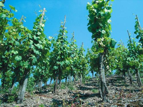 Un jardín fuera de Weinhotel Hubertus Garni
