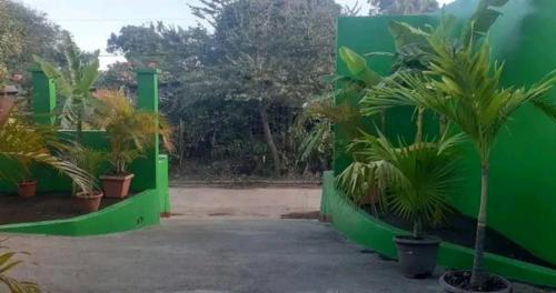 a green wall with palm trees in pots at Cocos Hostel in Moyogalpa