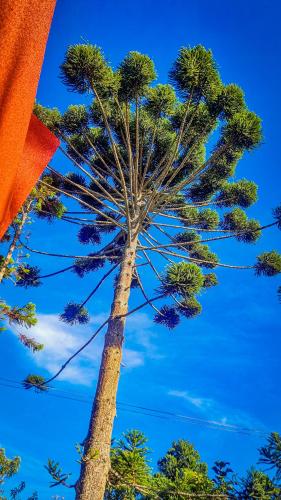 a palm tree in front of a blue sky at Cabanas Bela Vista in São Bento do Sapucaí