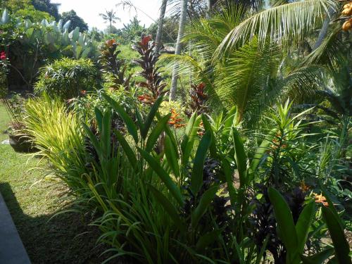 a garden with tropical plants and palm trees at Cegeng Lestari Guesthouse in Sidemen