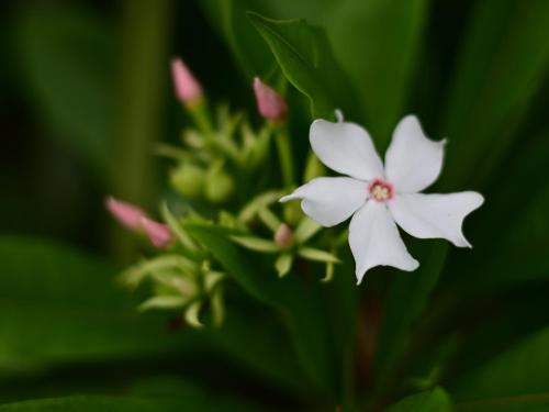 a white flower in the middle of a plant at Ocean Villa Tin Gala in Onna