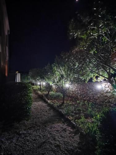 una fila di ulivi di notte con luci di Apartments Karla i Ivano a Mandre