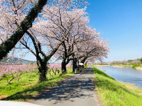 a path with cherry trees on the side of a river at FARMSTAY miyuki-street "Goen" in Ukiha