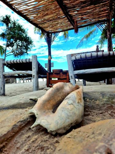 a shell sitting on the beach next to a bench at Ayla Beach House in Kiwengwa