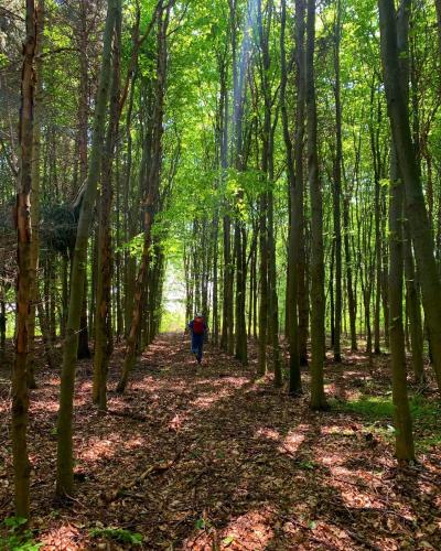 a person walking down a path in the woods at Prána Apartman in Herend