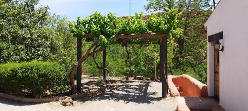 a pergola with a tree and a dog under it at Casas Cueva y Cortijo La Tala en Guadix in Guadix