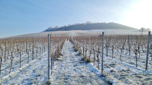 a vineyard in the snow with a hill in the background at Villa unter dem Schloss in Cleebronn