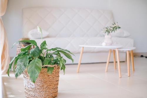 Fotografie z fotogalerie ubytování Oasis Garden House v destinaci Nea Iraklitsa