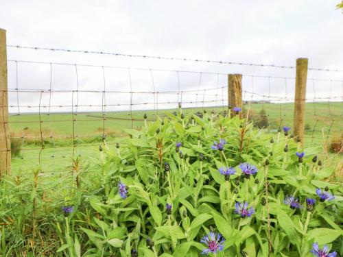 a fence with purple flowers in front of a field at 3 Tindale Terrace in Brampton