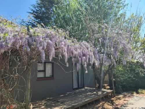 a tree with purple flowers on it next to a house at Plumb cottage, Greenside in Johannesburg