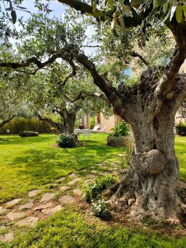 a group of trees in a yard with grass at La finestra sul limone in Castelvetrano Selinunte