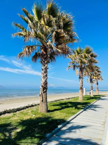 a row of palm trees on the beach at Vila Soleil in Vlorë