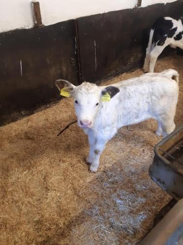 a baby cow standing in the hay in a barn at Bichlhof Riedenberg in Thiersee
