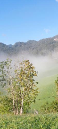 a tree in a field with fog in the background at Bichlhof Riedenberg in Thiersee
