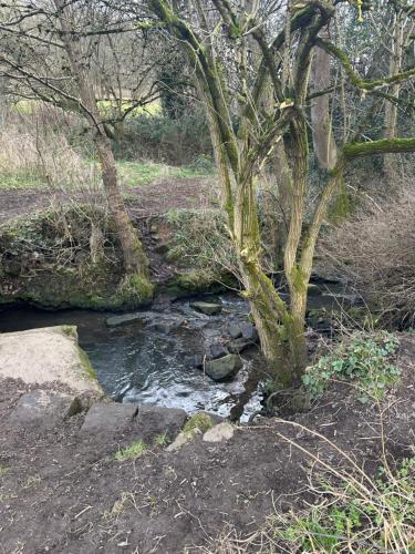 a tree in the middle of a stream at Courtyard Holiday Apartments in Belper