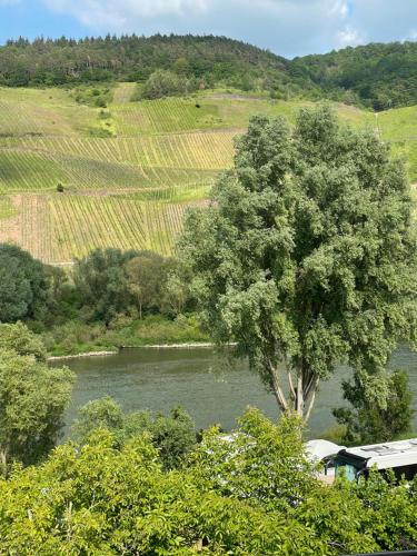 a tree in the middle of a river with a river at Ferienwohnung FM Moselle in Reil