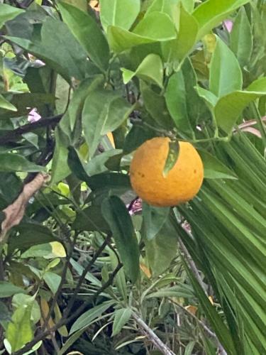an orange fruit is growing on a tree at Villa Daurus in Vallauris