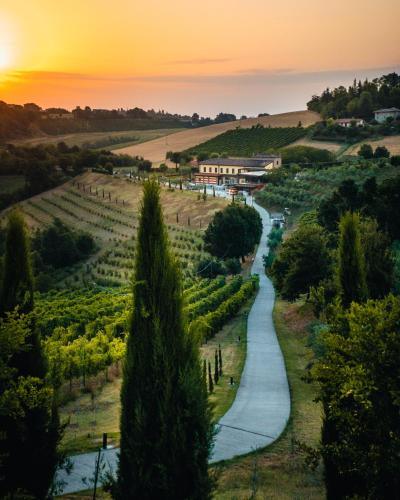 a winding road through a vineyard at sunset at Agriturismo Acetaia Sereni in Marano sul Panaro