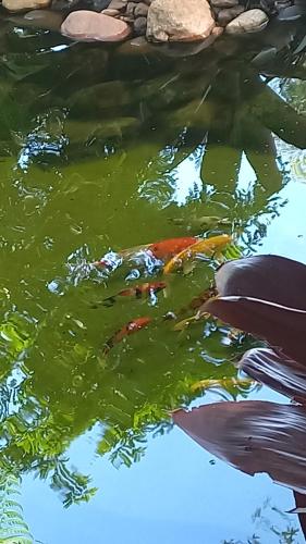 a koi fish swimming in a pond at CHACARA ENCANTO DO VALE in Mairinque