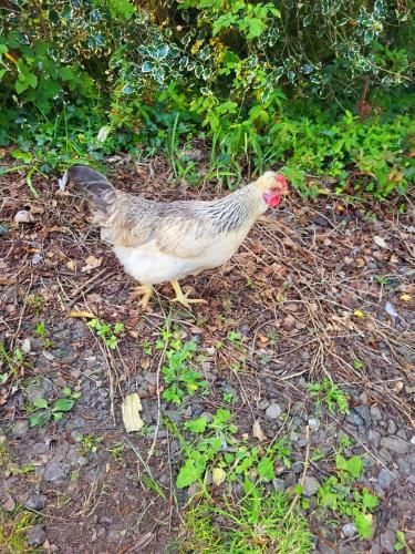 a chicken standing on the ground in the grass at Canalside B and B in Yelvertoft
