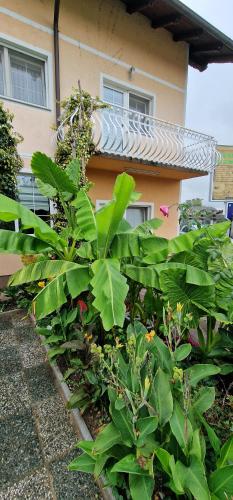 a garden with green plants in front of a house at APARTMAN MURKO P-4 in Ljubljana