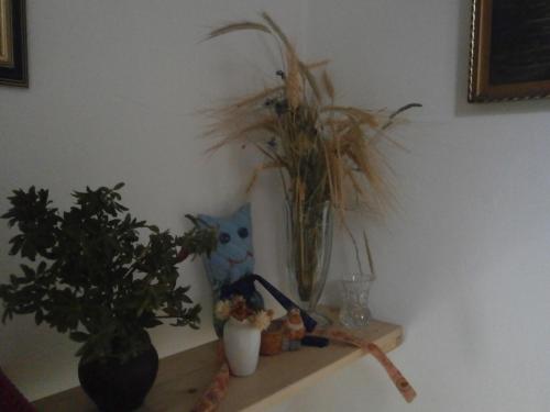 a shelf with plants and a cat on it at Apartment Žvan in Bohinj