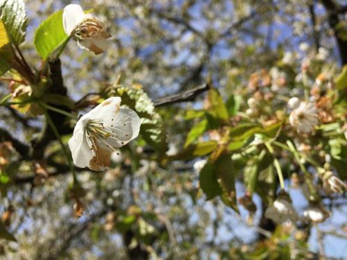 a white flower on a tree with leaves at SweetSuites 40A Lavendelhaus in Mühlhausen