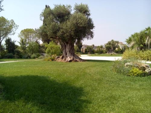 a tree sitting in the middle of a green field at Relais Marchesi Imperiali B&b in Latiano
