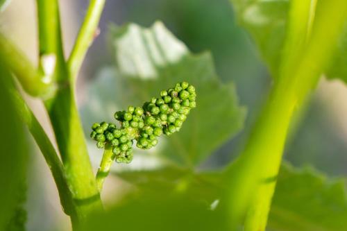 a bunch of green grapes on a plant at Urlaubsoase Hügelperle in Bad Gleichenberg