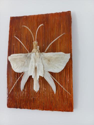 a white butterfly sitting on a piece of wood at Stuffino Crisan in Crisan